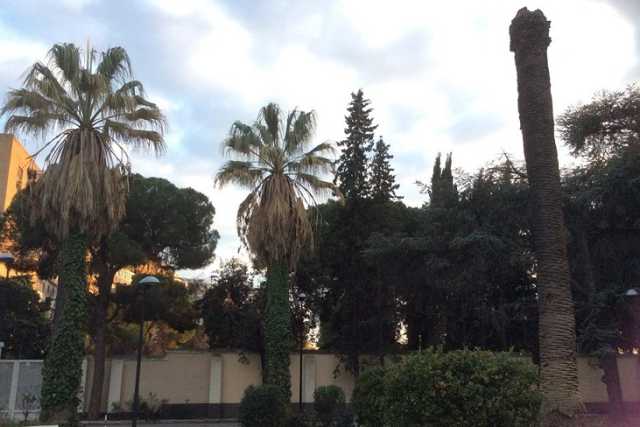 Bari sta perdendo le sue palme: �Il punteruolo rosso non d� scampo�